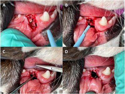 Marsupialisation of 12 odontogenic cysts in Boxer dogs: Retrospective case series